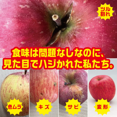 【R6年12月中旬〜発送予定】訳あり 青森県産りんご「サンふじ」 約5kg(12〜25個)【配送不可地域：離島・沖縄県】【1467242】