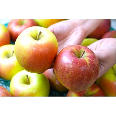 ã26幎2æããé æ¬¡çºéãç³åºŠ13床以äžä¿èšŒ! ãããŸåæÃã·ããã¹ã€ãŒã çŽ5kg èš³ãããé
éäžå¯å°åïŒæ²çžçãã1613324ã