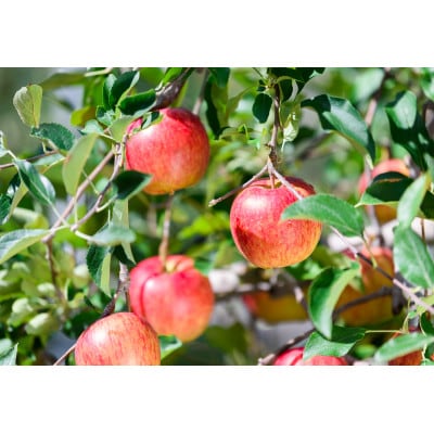 【26年8月下旬から発送】平均糖度12度以上! サンつがる 約10kg 訳あり  クール便【配送不可地域：離島・沖縄県】【1611777】