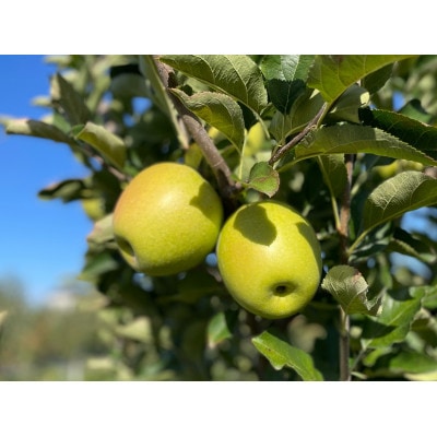 【感動の甘さ】王林(贈答用品)3kg【1689448】