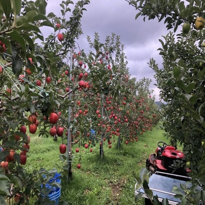 青森県産　シナノレッド　家庭用　約3kg　夏の暑さに合う、果汁溢れる爽やかな酸味のりんご【配送不可地域：離島】【1648602】