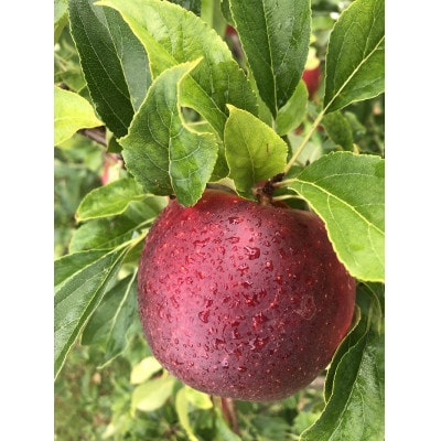 青森りんご　恋空(こいぞら)　家庭用　約5kg　お盆の頃に収穫　真夏の本格派りんご　約18個入り【配送不可地域：離島】【1648322】