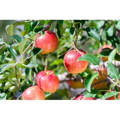 【26年8月下旬から発送】平均糖度12度以上! サンつがる 約5kg 訳あり  クール便　青森りんご【配送不可地域：離島・沖縄県】【1611778】