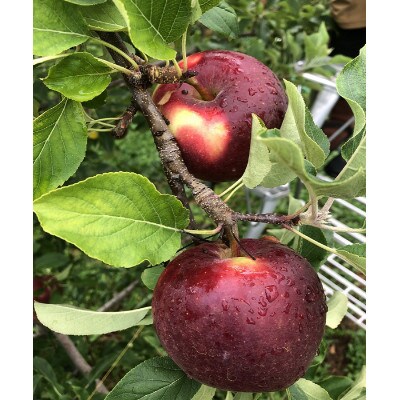 青森りんご　恋空(こいぞら)　家庭用　約3kg　お盆の頃に収穫　真夏の本格派りんご　約12個入り【配送不可地域：離島】【1648321】