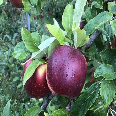 青森りんご　恋空(こいぞら)　家庭用　約5kg　お盆の頃に収穫　真夏の本格派りんご　約18個入り【配送不可地域：離島】【1648322】