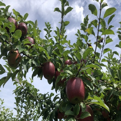 青森りんご　恋空(こいぞら)　贈答用　約3kg　お盆の頃に収穫　真夏の本格派りんご　約12個入り【配送不可地域：離島】【1648320】