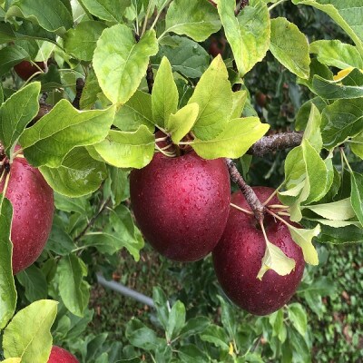 青森りんご　恋空(こいぞら)　家庭用　約3kg　お盆の頃に収穫　真夏の本格派りんご　約12個入り【配送不可地域：離島】【1648321】