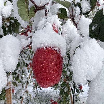 ãµã³ãµã&çæãå®¶åºçšã3ãããã¯ãªã¹ãã¹ã«ã©ãŒã®è©°åãããµã³ã¿ãããåãããå±ãã1697743ã