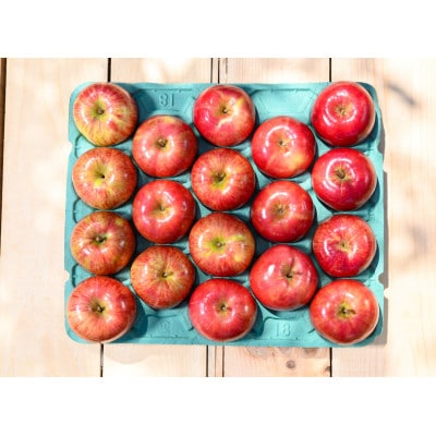 【26年8月下旬から発送】平均糖度12度以上! サンつがる 約5kg 訳あり  クール便　青森りんご【配送不可地域：離島・沖縄県】【1611778】