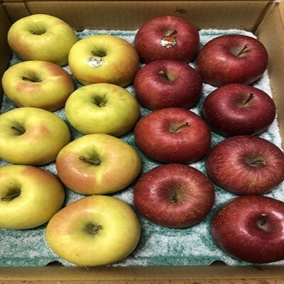 サンふじ&ぐんま名月【贈答用】約5キロ　農家直送　青森県産りんご【1568469】