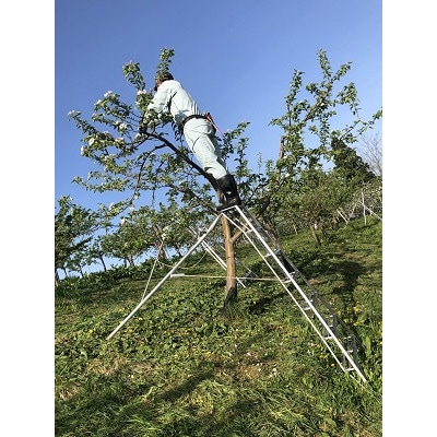 鿣®çç£ã·ãããã«ãã§ãèŽççšçŽ3kgããŸã æãææã«ãçœãããªé
žå³ããŽã£ãã!ãé
éäžå¯å°åïŒé¢å³¶ãã1338680ã