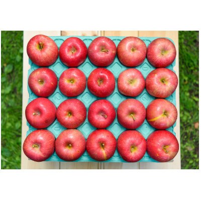 【25年10月より順次発送】平均糖度12度以上! 早生ふじ 約10kg 訳あり【配送不可地域：沖縄県】【1610391】