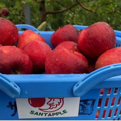 青森りんご　恋空(こいぞら)　贈答用　約3kg　お盆の頃に収穫　真夏の本格派りんご　約12個入り【配送不可地域：離島】【1648320】