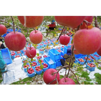 【26年5月より順次発送】平均糖度13度以上! サンふじ 約10kg おもてなし用  クール便【配送不可地域：離島・沖縄県】【1611238】