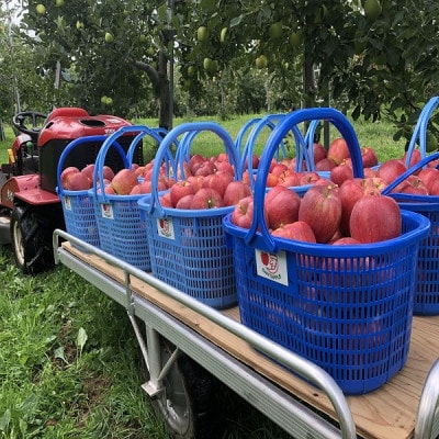 青森県産　シナノレッド　贈答用　約3kg　夏の暑さに合う、果汁溢れる爽やかな酸味のりんご【配送不可地域：離島】【1648605】