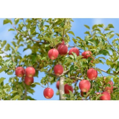 【27年4月より順次発送】青森県産りんご 紅玉 約10kg 訳あり  クール便【配送不可地域：離島・沖縄県】【1611868】