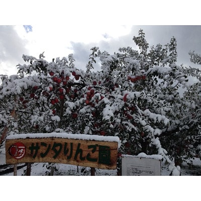 鿣®çç£ã·ãããã«ãã§ãèŽççšçŽ3kgããŸã æãææã«ãçœãããªé
žå³ããŽã£ãã!ãé
éäžå¯å°åïŒé¢å³¶ãã1338680ã