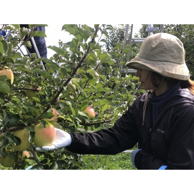 サンふじ＆ぐんま名月【家庭用】約5キロ　農家直送青森県産りんご【1568470】