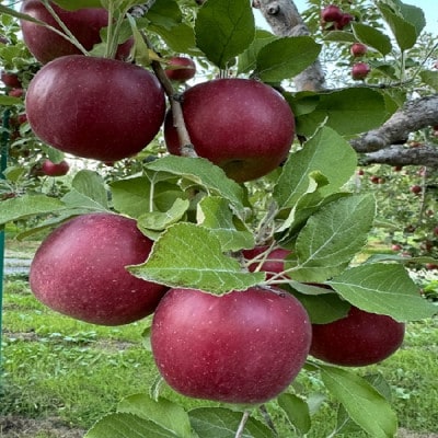 クセになる酸味、お菓子作りに良し!生食でも良し!青森県産　紅玉(こうぎょく)【家庭用】約3kg【配送不可地域：離島】【1650624】