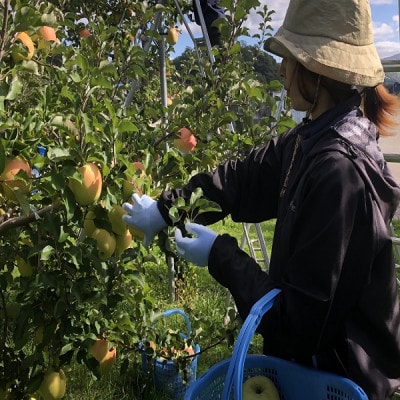 çããŠã·ã£ãã·ã£ã!ã鿣®çç£ãããããããŸåæãå®¶åºçšãçŽ3ããã蟲家çŽéã1699143ã