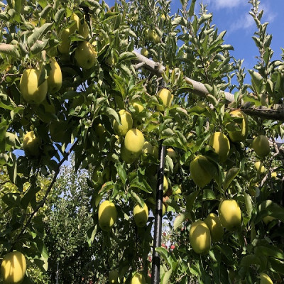甘い青りんごの定番　青森県産　王林　贈答用　約5キロ　農家直送【1430915】