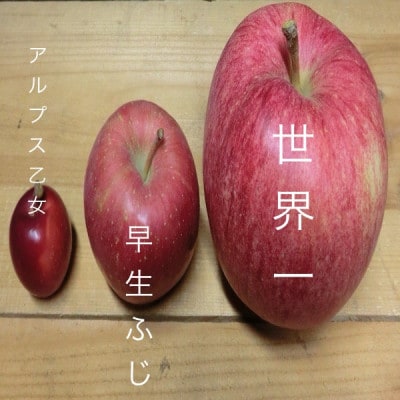 世界一りんご　贈答用　約3キロ　インパクトのある大きさ　農家直送青森りんご　多くが輸出用の希少品種【配送不可地域：離島】【1725209】