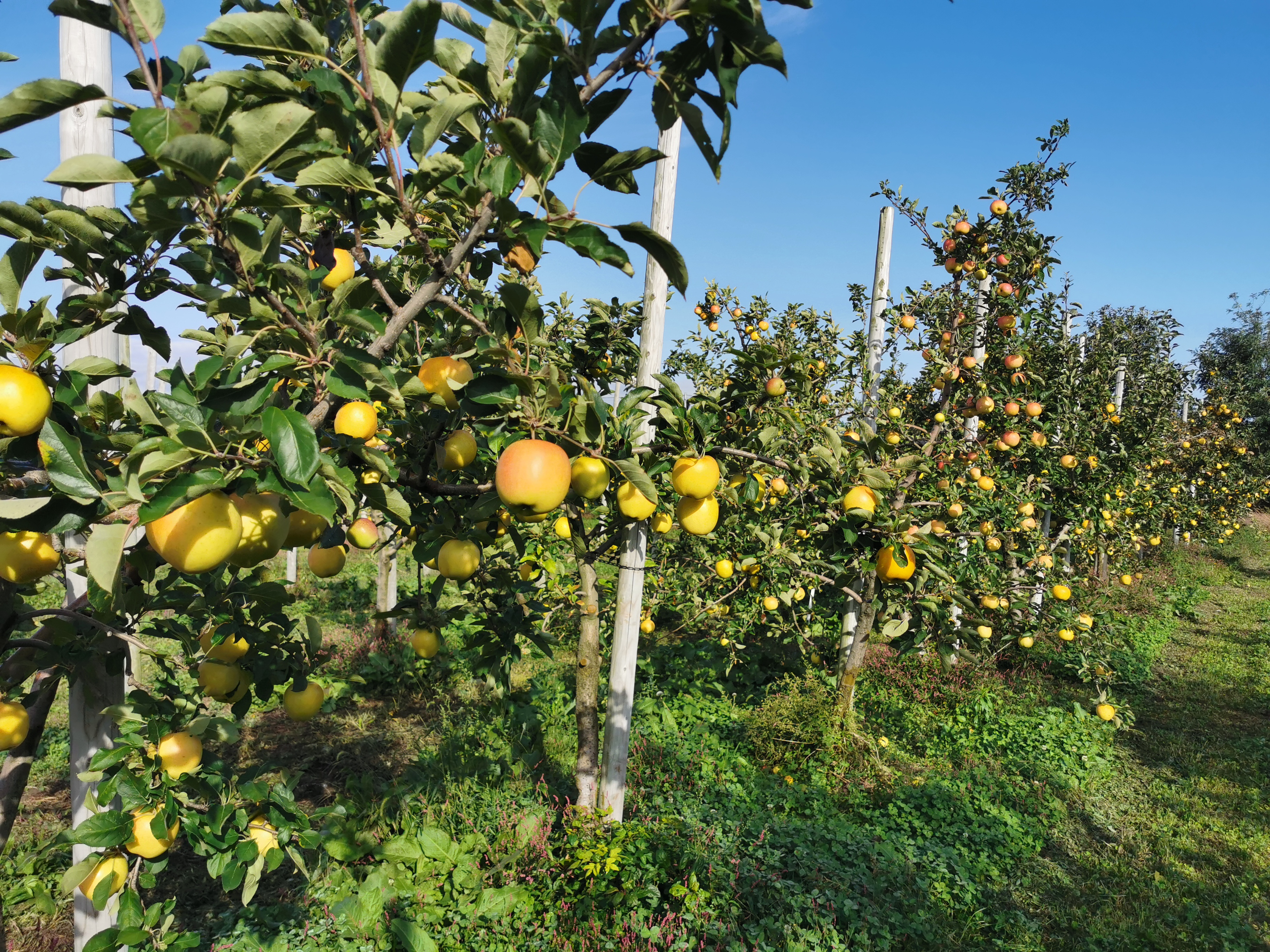 青森りんご トキ ジュース 1L×6本 100% ストレート 【青森GOLD】 フルーツジュース りんごジュース ストレート果汁100％ 青森県五所川原市