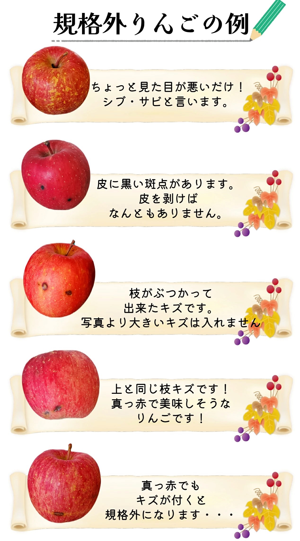 ã2026幎6æäžæ¬çºéããèŠæ Œå€ã ããã æè¢ãµã çŽ2kg ã¹ããŒããã¬ãã·ã¥â¢è²¯èµ ãŸã㯠CAè²¯èµ ãã¯ãŒã«äŸ¿ã 鿣®çç£