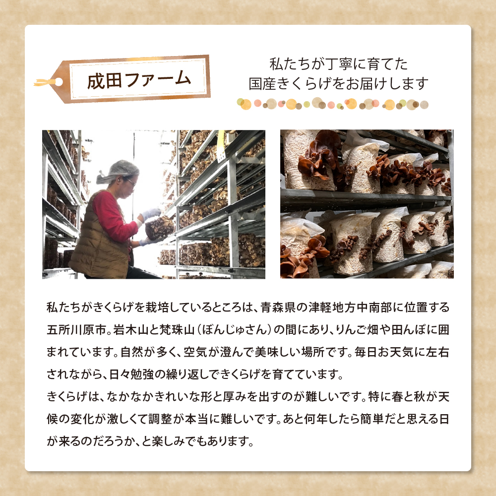 夫婦で育てた キクラゲ 生 1kg ( 500g ×2袋) 国産 【 きくらげ 生きくらげ 木耳】 クール便 五所川原　青森