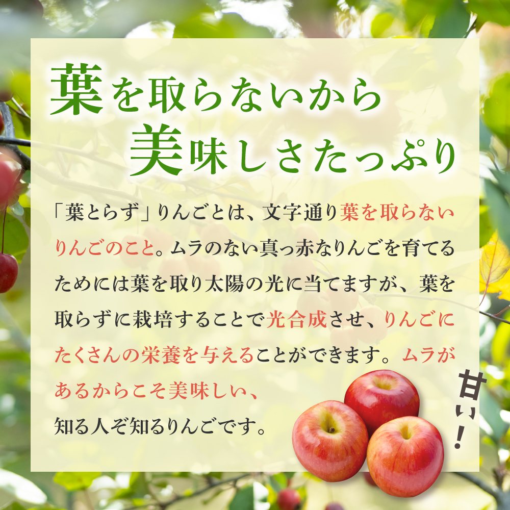 【2026年3月後半発送】【訳あり】 りんご 約10kg サンふじ 葉とらず 青森産