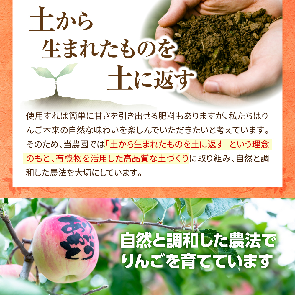 りんご　青森 トキ 訳あり 5kg 程度 【 10月 中旬以降順次 発送 】 とき 農家直送 青森県 五所川原市 傷 キズ ワケアリ 林檎 リンゴ apple 黄色