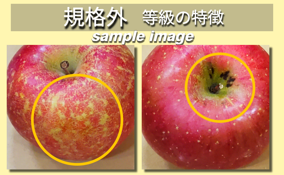 ã2026幎5æäžæ¬çºéããèŠæ Œå€ã ããã çŽ5kg æè¢ãµã ã¹ããŒããã¬ãã·ã¥â¢è²¯èµ ãŸã㯠CAè²¯èµ ãã¯ãŒã«äŸ¿ã 鿣®çç£