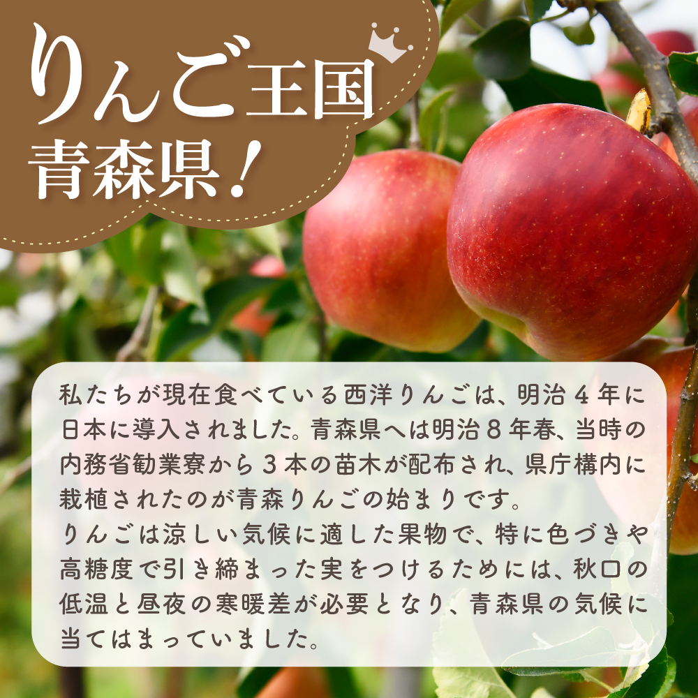 縲2026蟷エ2譛井ク区流逋コ騾√代占ィウ縺ゅj縲 繧翫s縺 5kg 繧オ繝ウ縺オ縺 髱呈」ョ