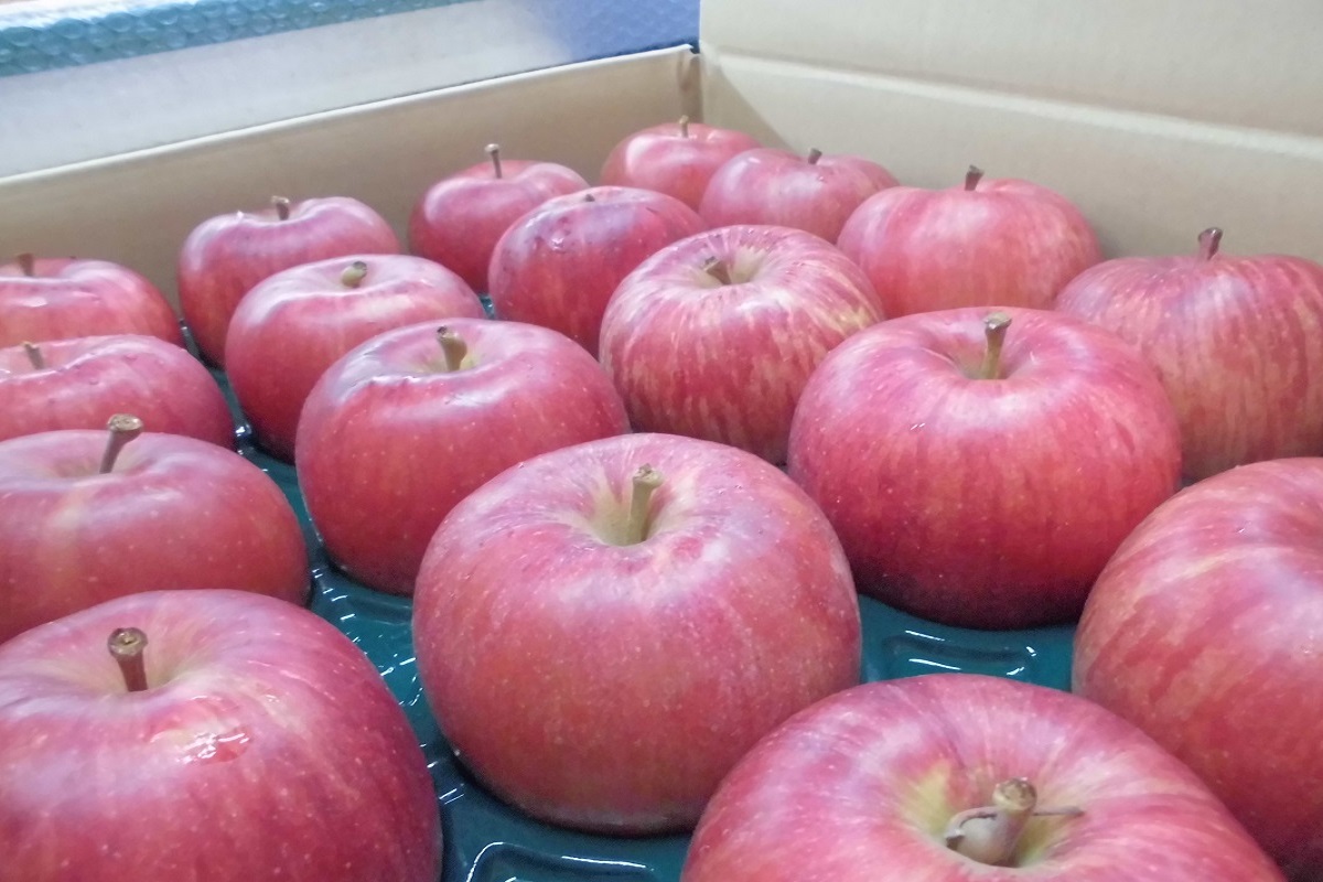 【2026年9月発送】 【訳あり】りんご サンつがる 約10kg 青森産 【クール便】
