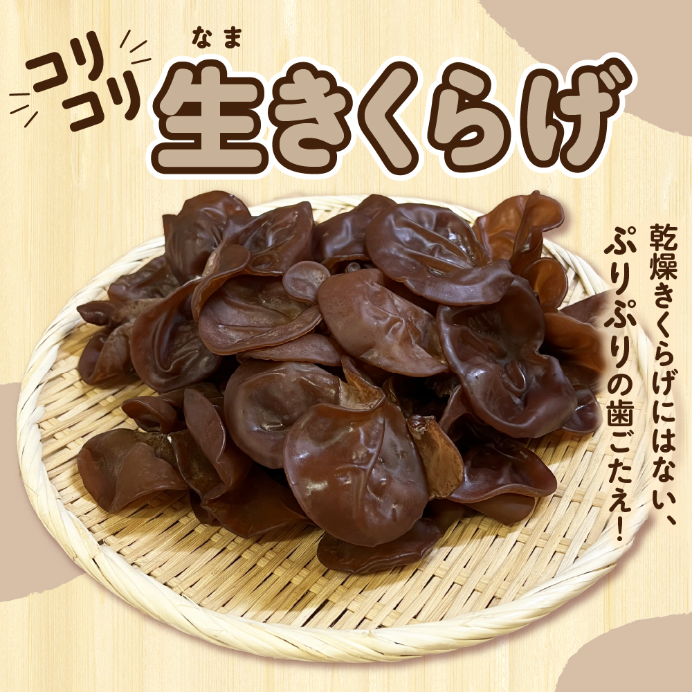 夫婦で育てた キクラゲ 生 1kg ( 500g ×2袋) 国産 【 きくらげ 生きくらげ 木耳】 クール便 五所川原　青森