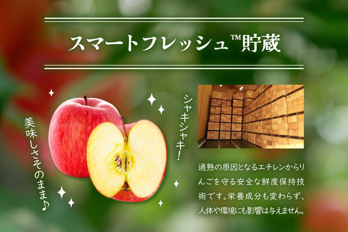 【2026年4月中旬発送】【訳あり】りんご 約3kg 青森産 【おまかせ1品種】【スマートフレッシュ貯蔵またはCA貯蔵・クール便】