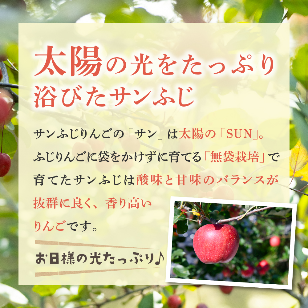 【2026年3月後半発送】 りんご 約3kg ≪丸福≫ サンふじ 【光センサー選果 糖度13度以上】 青森県産