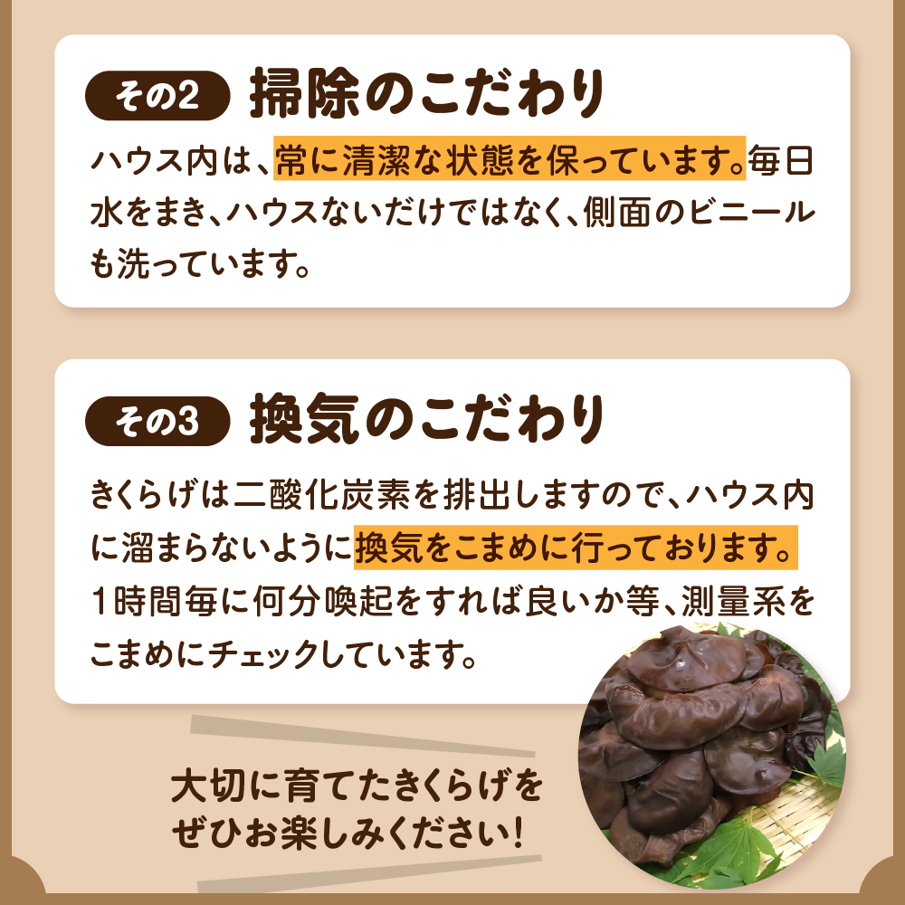 夫婦で育てた キクラゲ 生 1kg ( 500g ×2袋) 国産 【 きくらげ 生きくらげ 木耳】 クール便 五所川原　青森