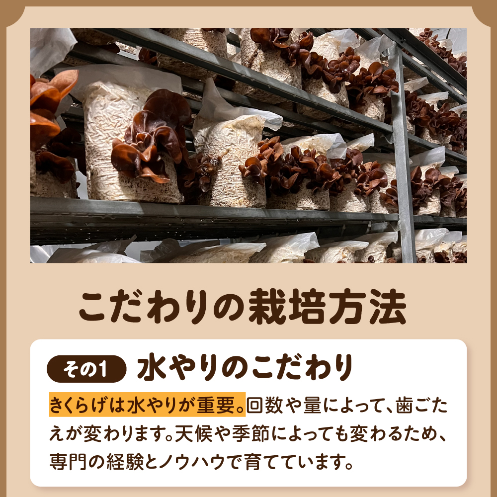 夫婦で育てた キクラゲ 生 1kg ( 500g ×2袋) 国産 【 きくらげ 生きくらげ 木耳】 クール便 五所川原　青森