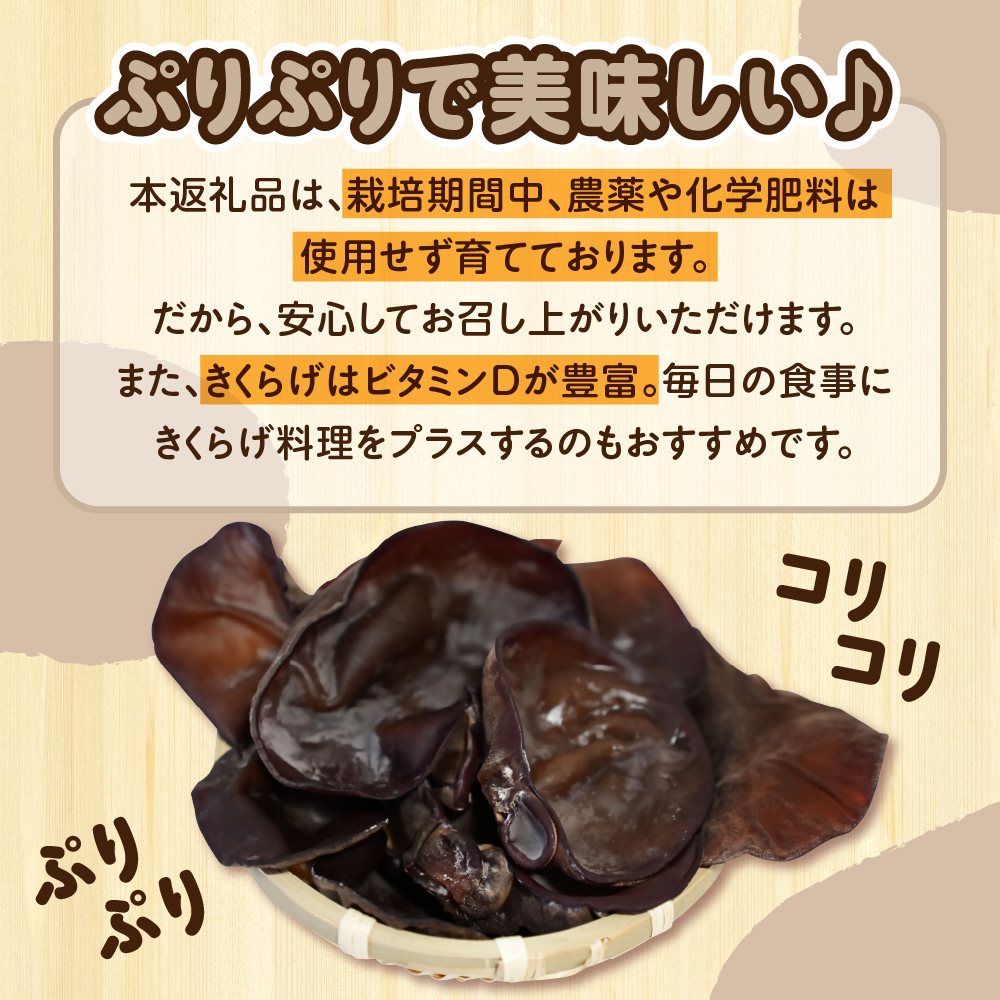夫婦で育てた キクラゲ 生 1kg ( 500g ×2袋) 国産 【 きくらげ 生きくらげ 木耳】 クール便 五所川原　青森