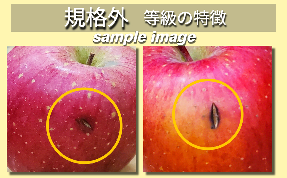 ã2026幎5æäžæ¬çºéããèŠæ Œå€ã ããã çŽ10kg æè¢ãµã ã¹ããŒããã¬ãã·ã¥â¢è²¯èµ ãŸã㯠CAè²¯èµ ãã¯ãŒã«äŸ¿ã 鿣®çç£