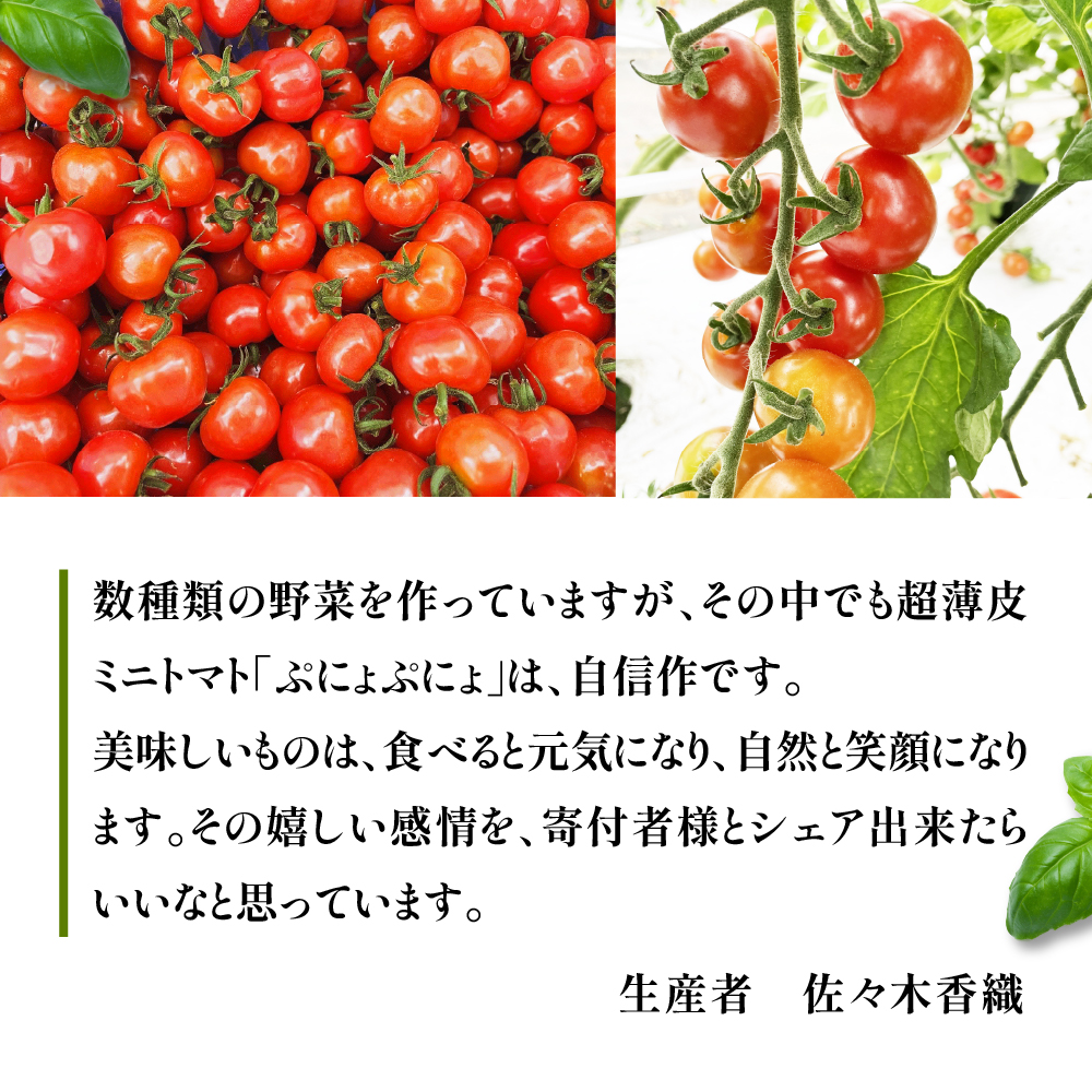 【2026年 先行受付】超薄皮 ミニトマト 約1.7ｋg 「ぷにょぷにょ」 青森 五所川原 トマト 野菜