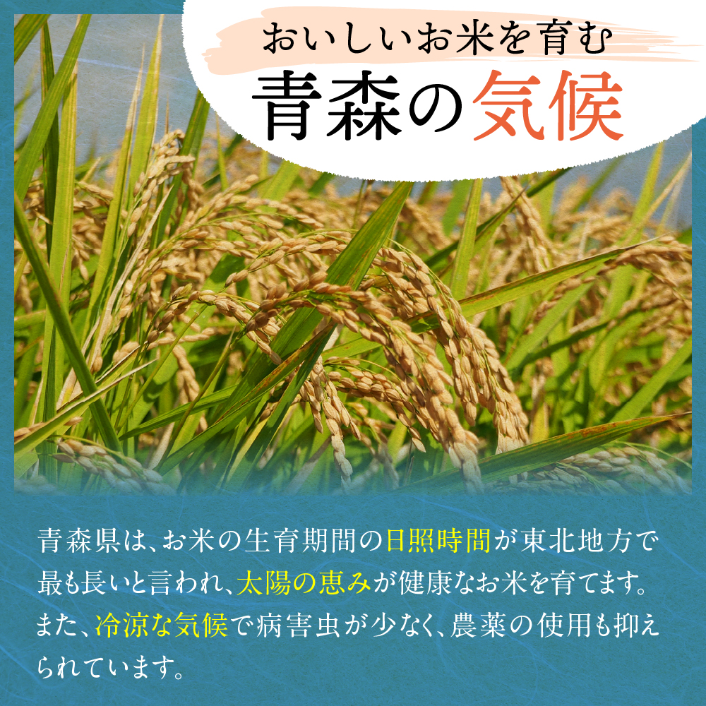 【令和7年産】 米 はれわたり 5kg 青森県産 (精米)