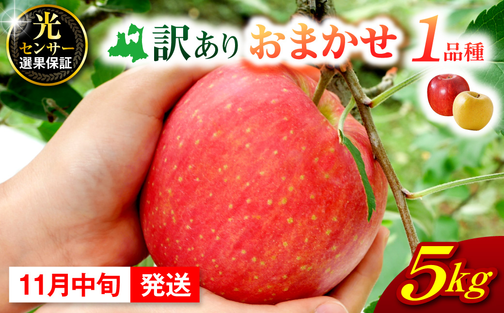【2026年11月中旬発送】  【訳あり】 旬の美味しい りんご 約5kg 青森 産 【おまかせ1品種】