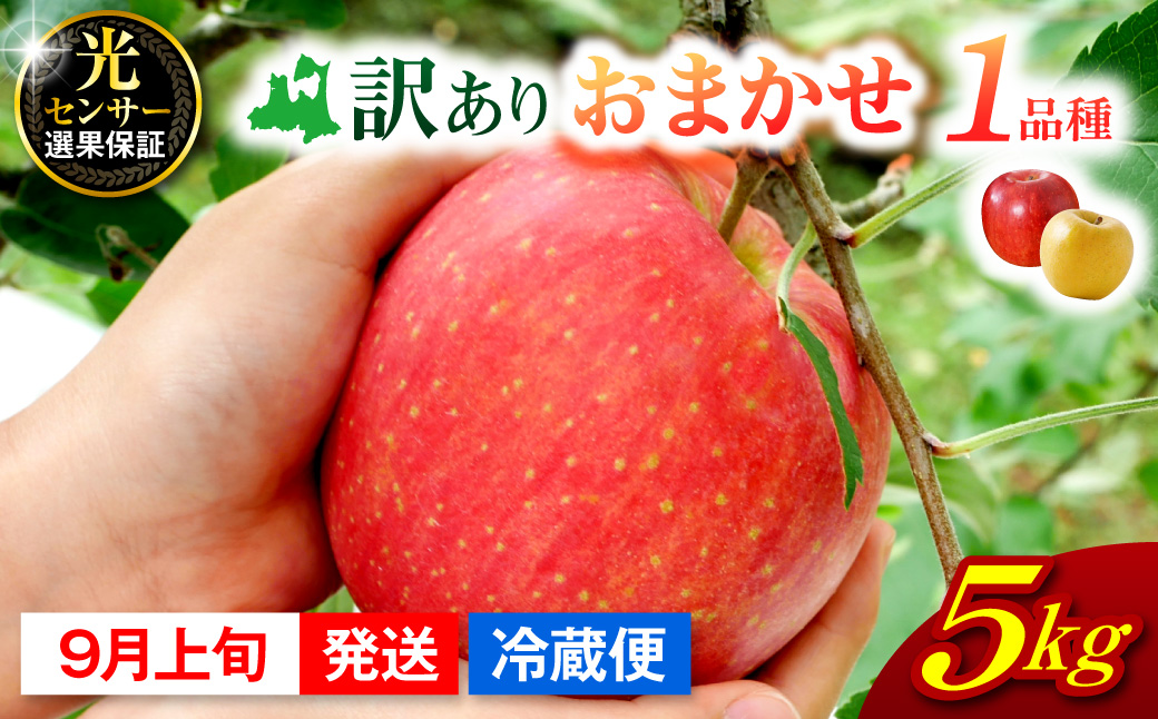 【2026年9月上旬発送】  【訳あり】 旬の美味しい りんご 約5kg 青森 産 【おまかせ1品種】