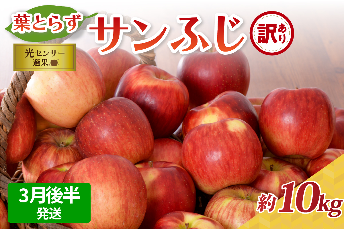 【2026年3月後半発送】【訳あり】 りんご 約10kg サンふじ 葉とらず 青森産