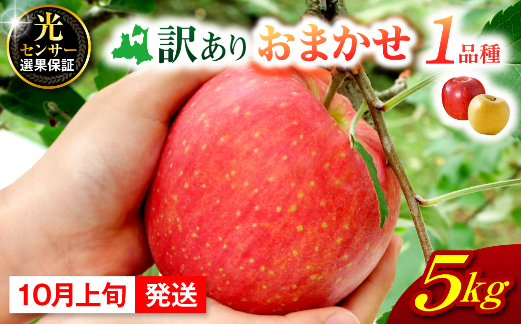 【2026年10月上旬発送】  【訳あり】 旬の美味しい りんご 約5kg 青森 産 【おまかせ1品種】