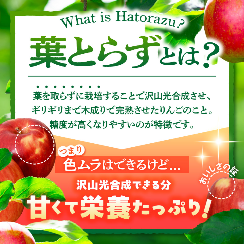 【2027年2月前半発送】【訳あり】 りんご 約10kg サンふじ 葉とらず 青森産