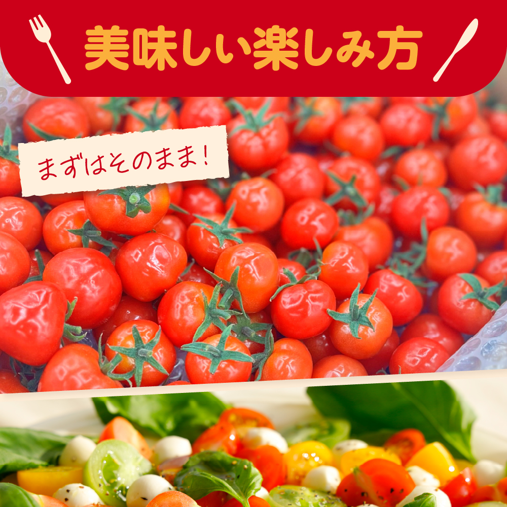 【2026年 先行受付】超薄皮 ミニトマト 約1.7ｋg 「ぷにょぷにょ」 青森 五所川原 トマト 野菜