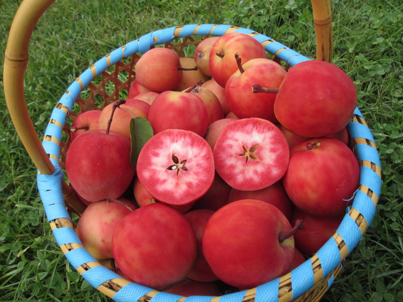 りんごジュース 飲み比べ 1L×3本 セット 100％ ストレート 果肉が赤いりんご 3種 | 御所川原 栄紅 レッドキュー